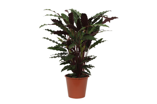 Calathea Wavestar – Stilvolle, pflegeleichte Zimmerpflanze