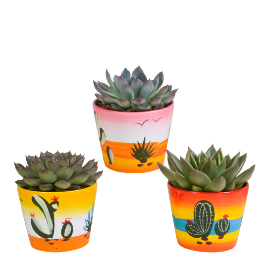Echeveria-Mischung 3er Set im handbemalten Mexiko-Topf