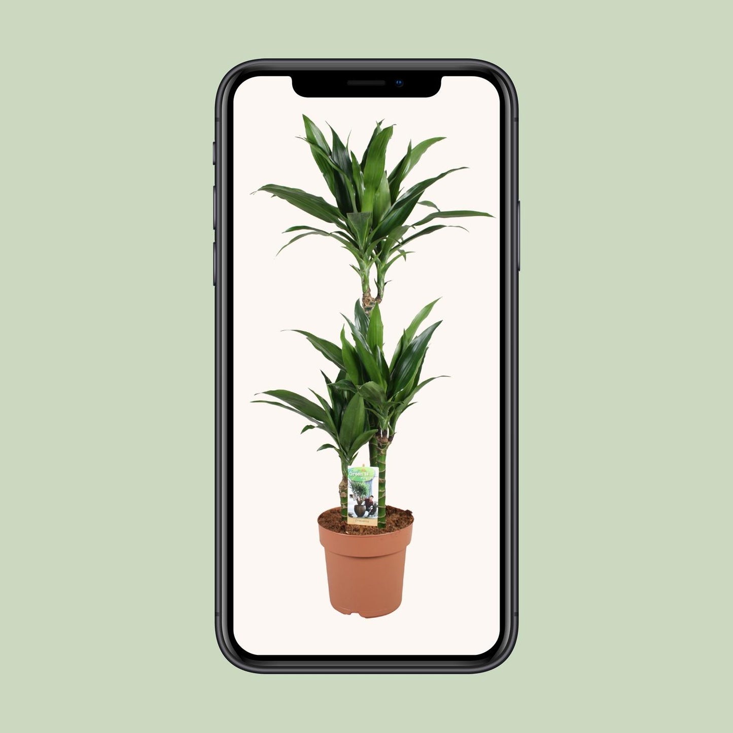Dracaena Janet Craig – Pflegeleichter Drachenbaum Ø21cm, 100cm hoch