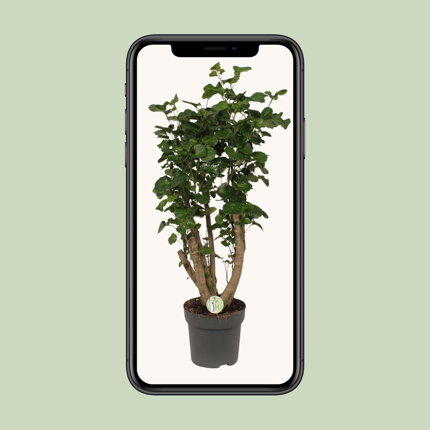 Polyscias Lemon – Pflegeleichte XL-Zimmerpflanze Ø24cm, 95cm hoch