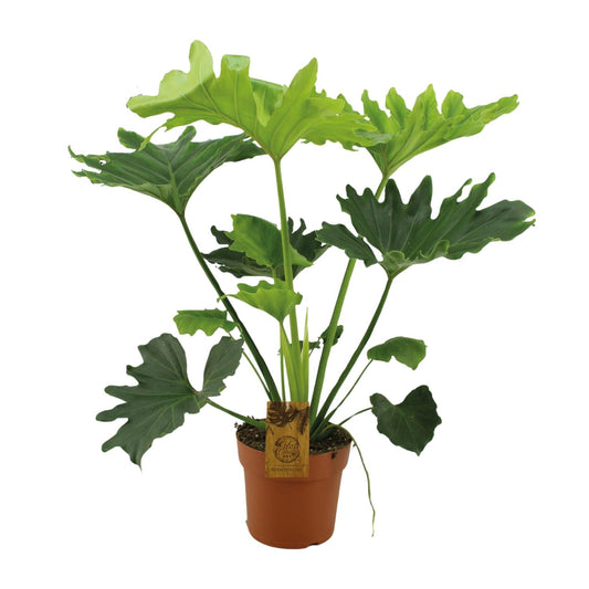 Philodendron Selloum Elefantiana – Pflegeleichte XXL Zimmerpflanze Ø21cm