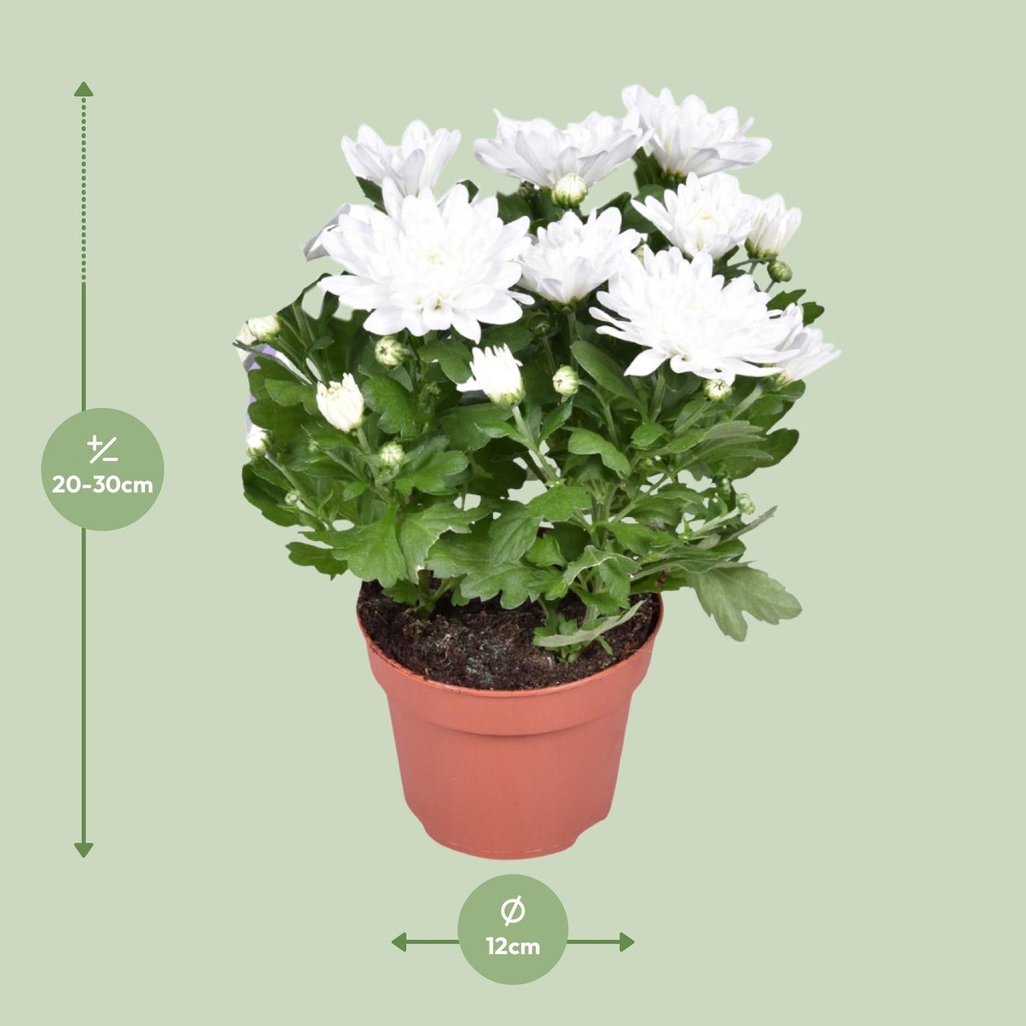 Chrysant Brave – Pflegeleichte Polster-Chrysantheme Ø12cm