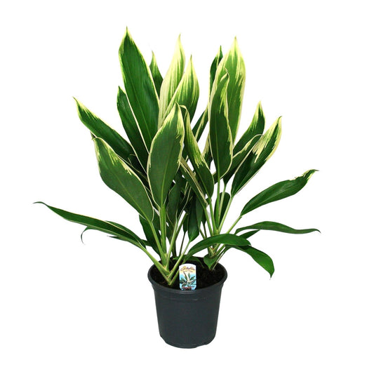 Cordyline New Conga – Pflegeleichte, bunte Zimmerpflanze Ø19cm