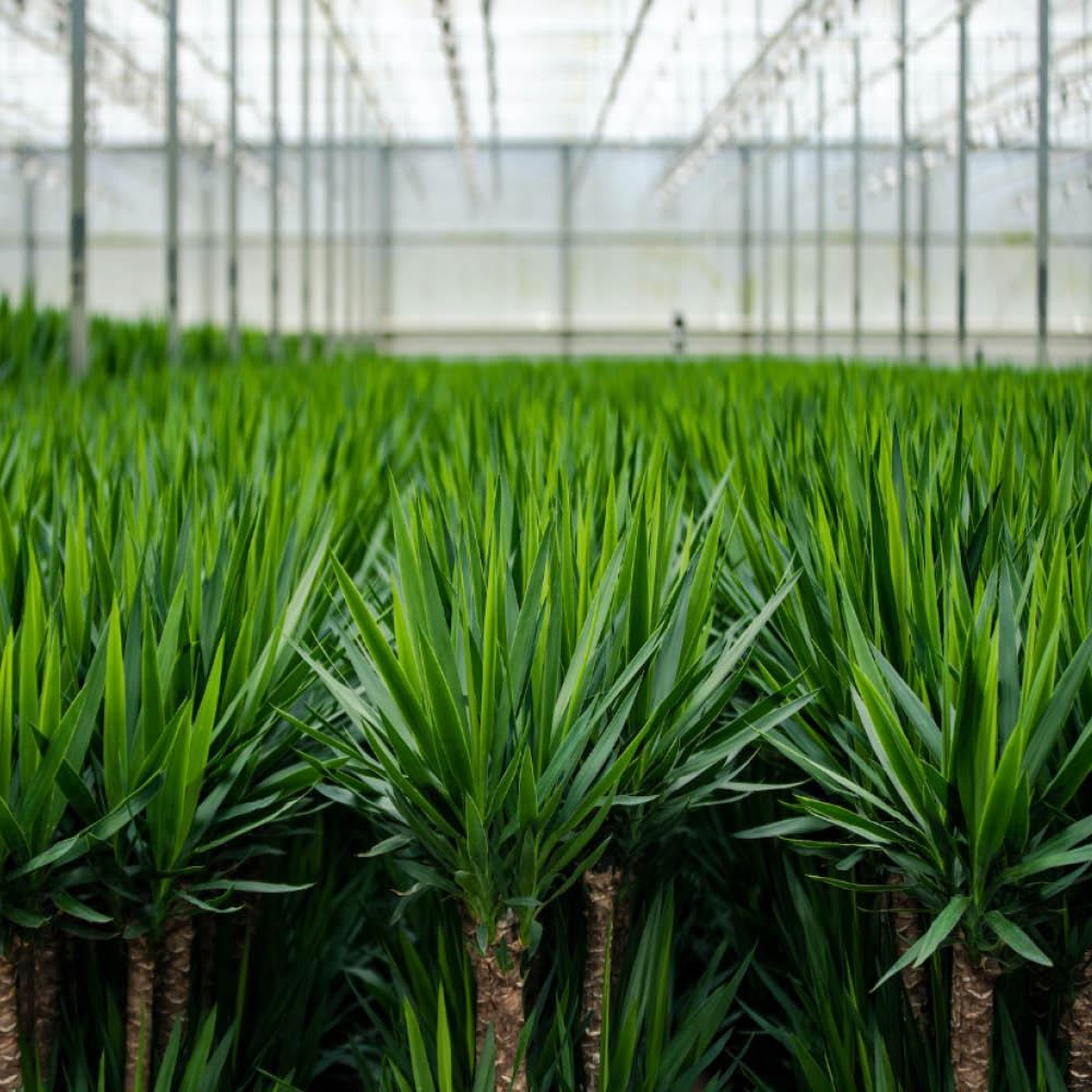 2x Yucca Elephantipes – Palmlilie, 90 cm, Ø17 cm
