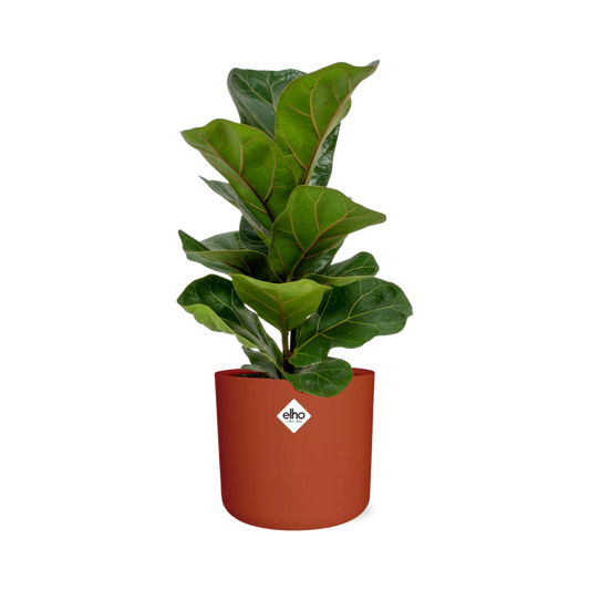 Ficus Lyrata ‘Bambino’ – Pflegeleichter Zimmerbaum im ELHO Topf