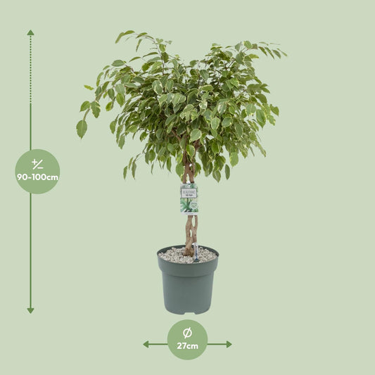 Ficus Safrana / Golden King – Pflegeleichter Zimmerbaum Ø27cm