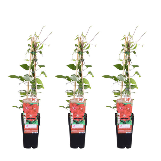 3x Clematis Rouge Cardinal – Großblütige Kletterpflanze Ø15cm