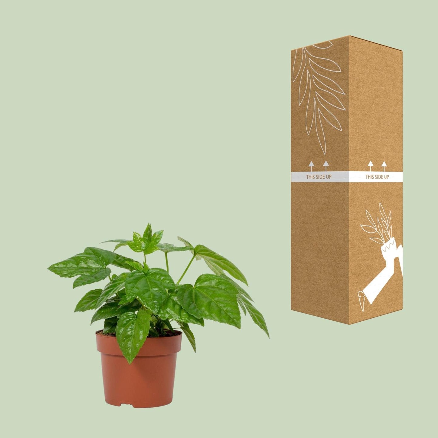 Fatsia Japonica 12cm - Ø12cm - ↕22cm