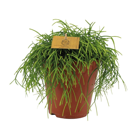 Rhipsalis Cashero – pflegeleichte hängende Sukkulente Ø15cm