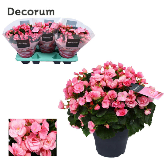 Begonia Betulia „Candy“ Rosa – kompakte Zimmerpflanze Ø19cm