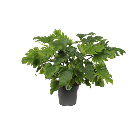 Philodendron Xanadu – Pflegeleichte Zimmerpflanze Ø21cm