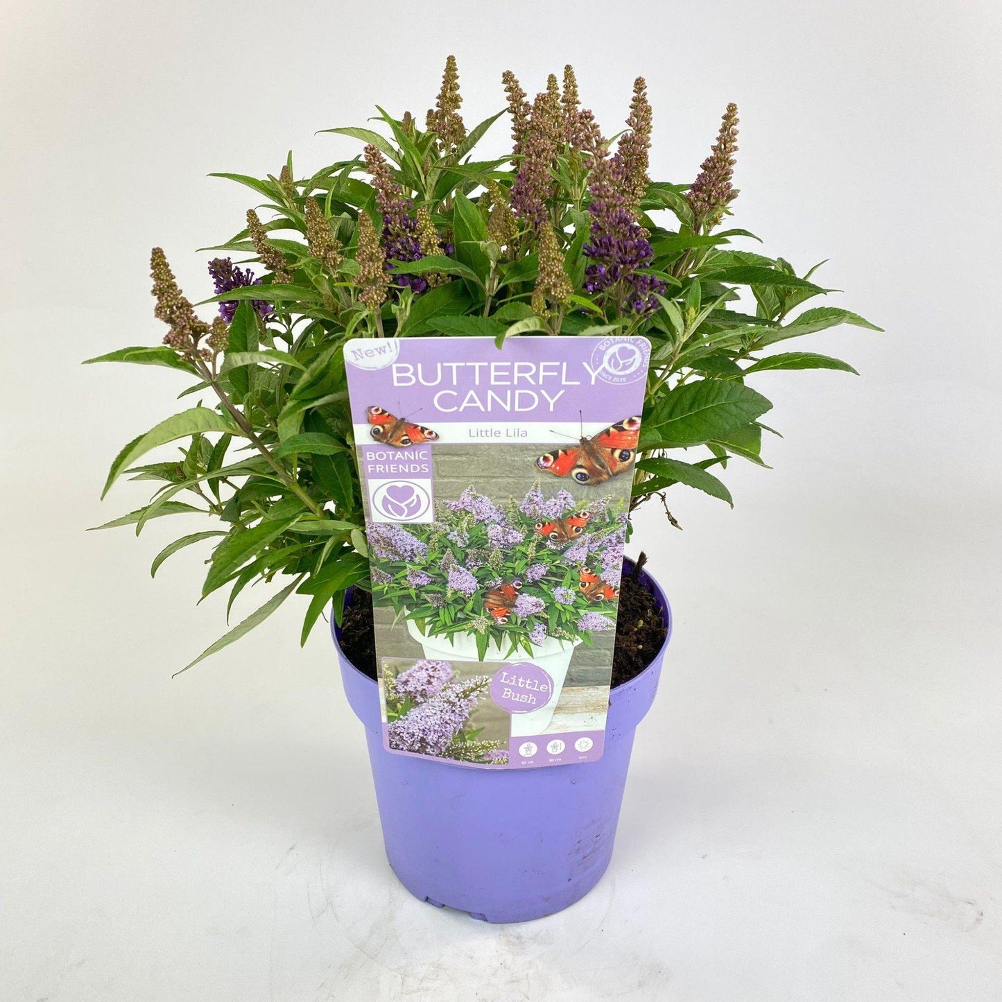 Buddleja dav. 'Butterfly Candy Little Lila' - Ø19cm Topf