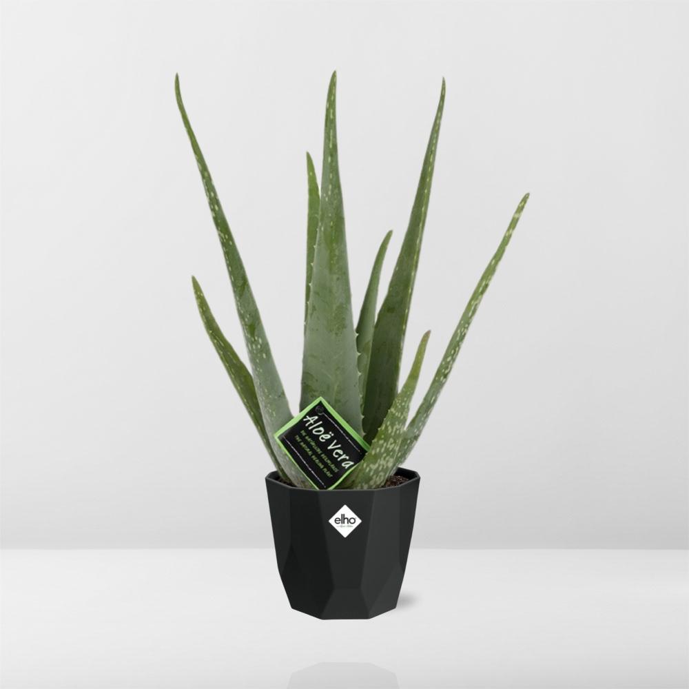 Aloe Vera 12cm im stilvollen b.for rock living black Topf