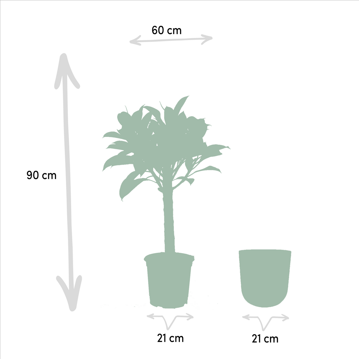 Ficus elastica Melany – Eleganter Gummibaum Ø21cm, 90cm Höhe