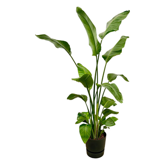 Strelitzia Nicolai mit elho Greenville Round Topf – 180 cm