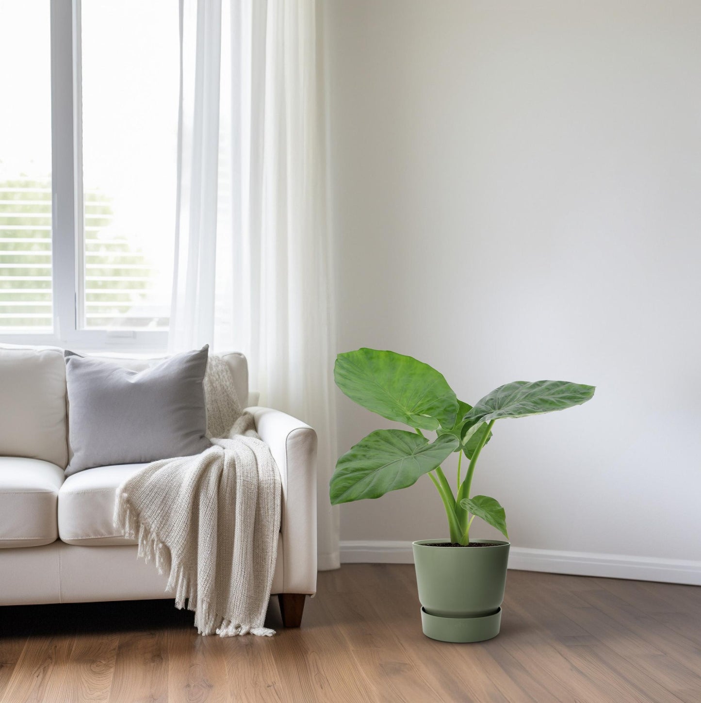 Alocasia Macrorrhiza – Elegante Elefantenohr-Pflanze Ø17cm