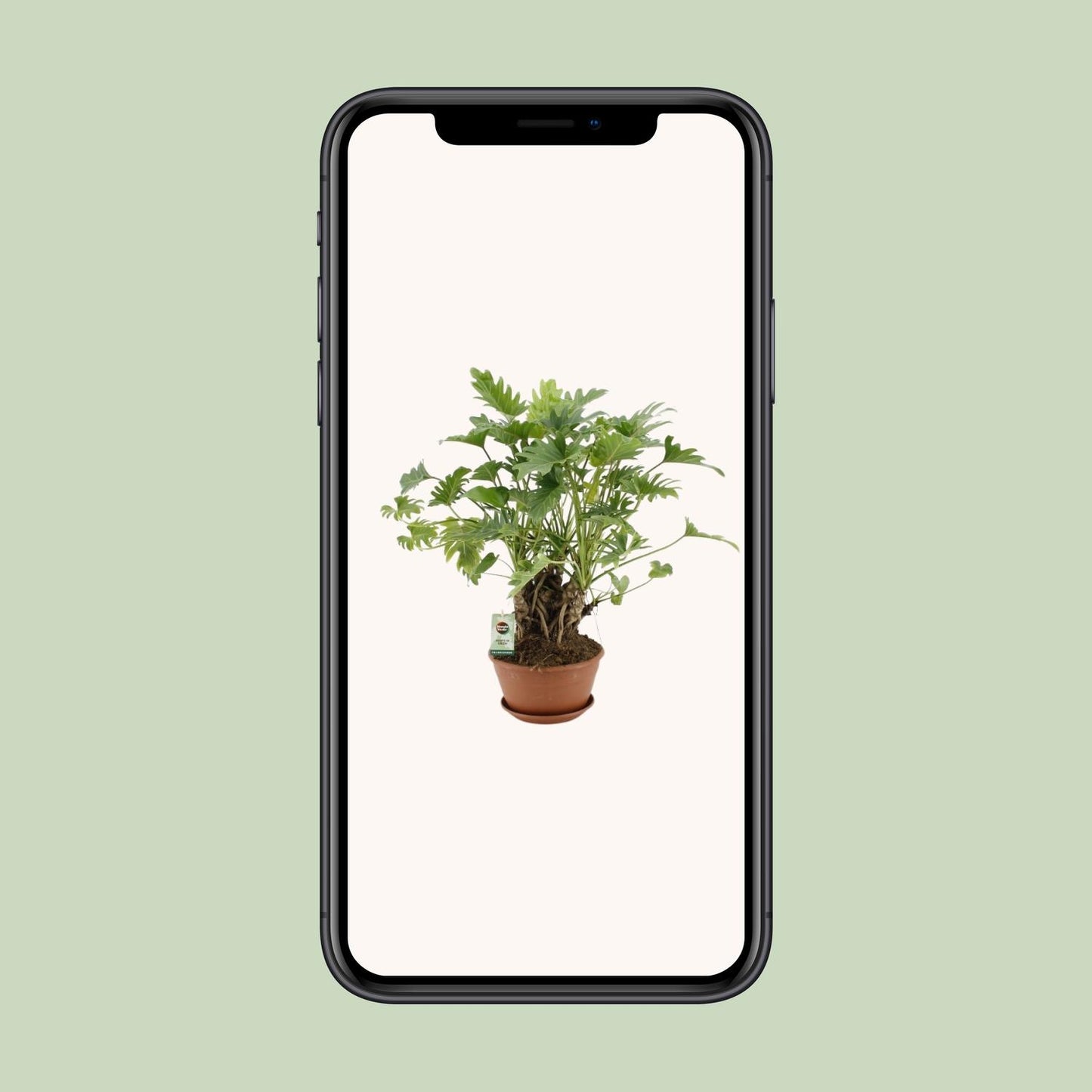 Philodendron Xanadu am Stamm - Ø22cm Topf, ca. 50cm hoch