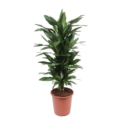 Dracaena Janet Lind – Eleganter Drachenbaum Ø27cm, 110cm hoch