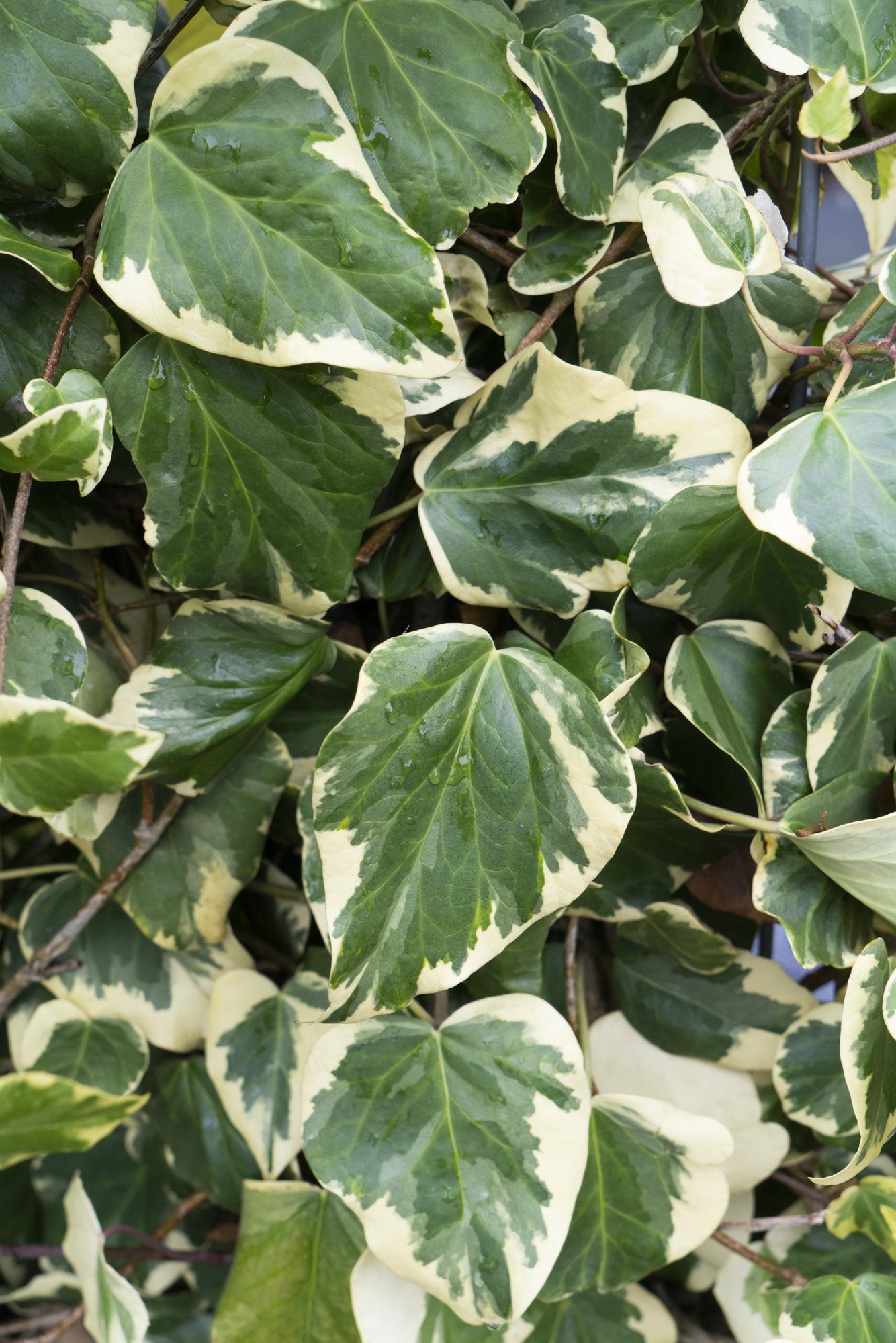 Hedera colchica 'Dentata Variegata' – pflegeleichte Efeutute Ø15cm