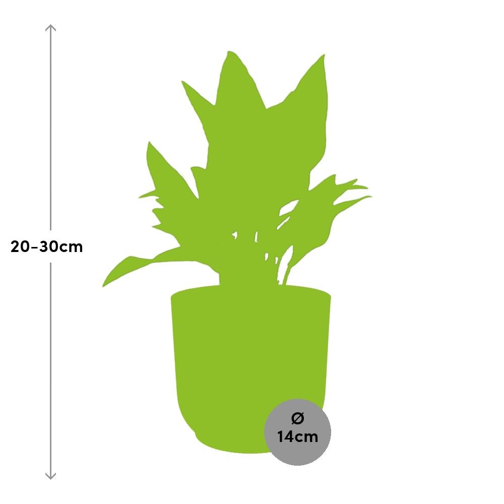 Aglaonema Maria – Pflegeleichte Zimmerpflanze im ELHO Vibes Fold 14cm Topf