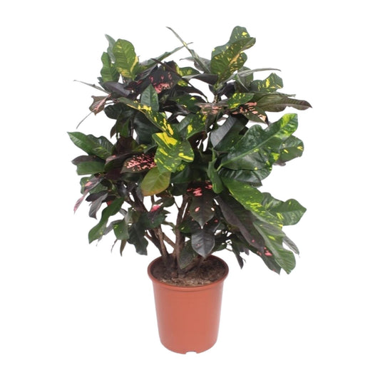 Codiaeum Magnificent (Croton) – Ø27cm, ca. 110cm hoch