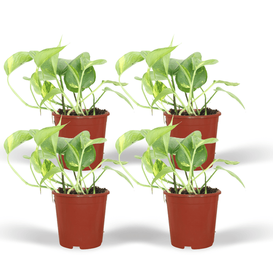 Epipremnum Aureum (Scindapsus) – 4er Set Ø12cm Topf