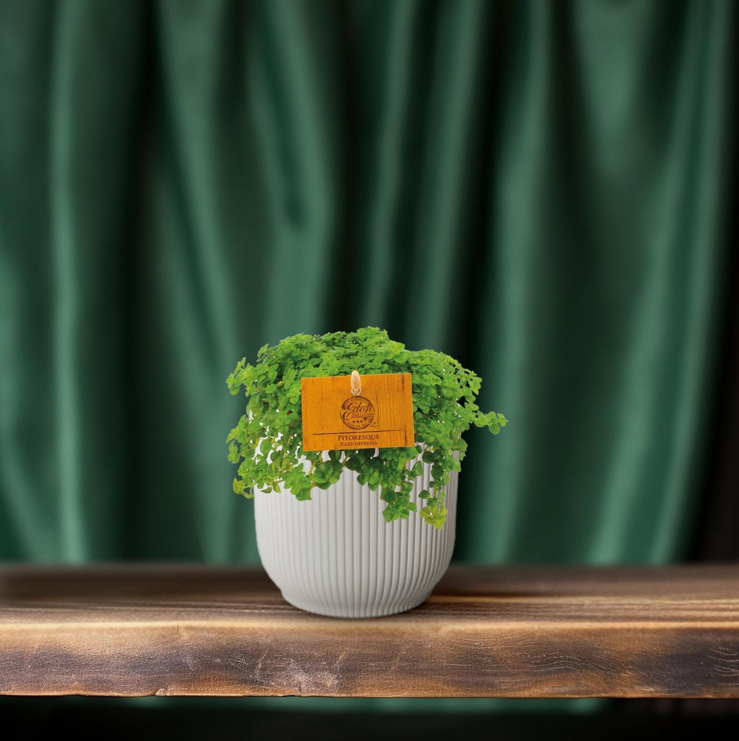 Pilea Depressa – pflegeleichte Aluminium-Pflanze Ø10,5 cm