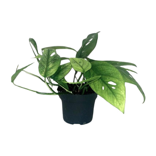 Epipremnum Cebu Blue – Pflegeleichter Goldener Efeu Ø12cm