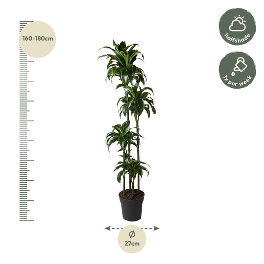 Dracaena Dorado – 170 cm, pflegeleichte XXL-Zimmerpflanze