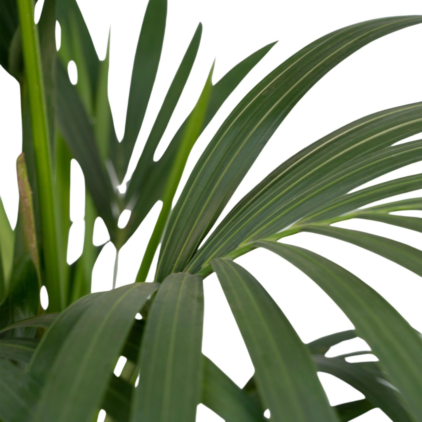 Howea forsteriana – Pflegeleichte Kentia-Palme Ø21cm