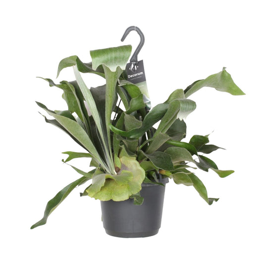 Platycerium bifurcatum ‚Niederlande‘ – Geweihfarn Ø17cm, H30cm