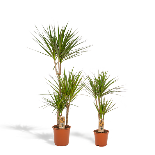 Dracaena Set – 120 cm & 70 cm – Pflegeleicht & Luftreinigend