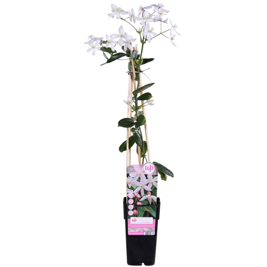 Clematis armandii Apple Blossom – Immergrüne Kletterpflanze Ø15cm