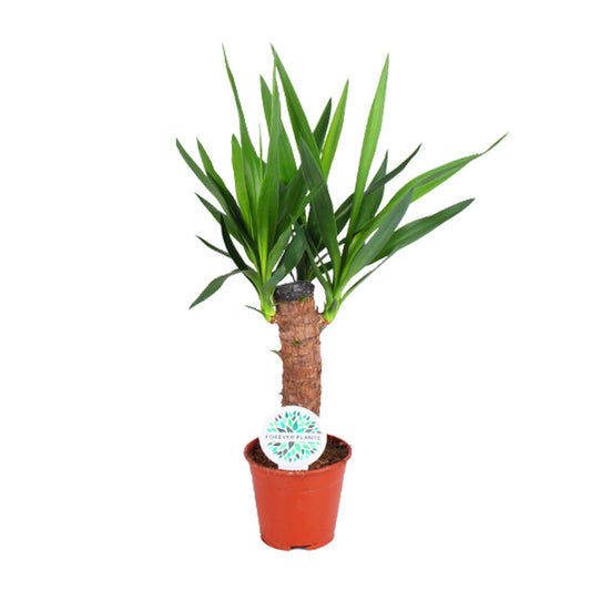 Yucca Elephantipes – Pflegeleichte Zimmerpflanze Ø14cm, 60cm hoch