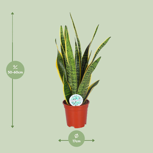 Sansevieria Trifasciata Laurentii – Pflegeleichte Schlangenpflanze Ø17cm