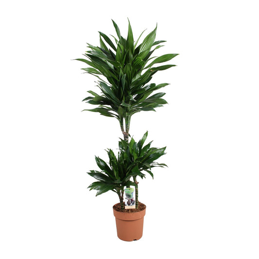 Dracaena Green Jewel – Pflegeleichte Grünpflanze Ø21cm