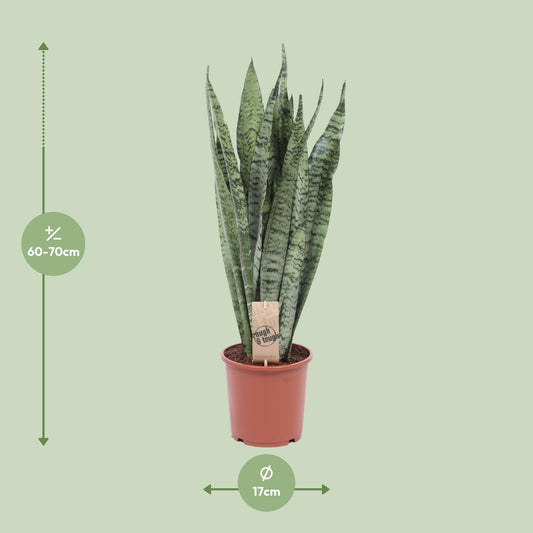 Sansevieria Zeylanica – Pflegeleichte Schwiegermutterzunge Ø17cm