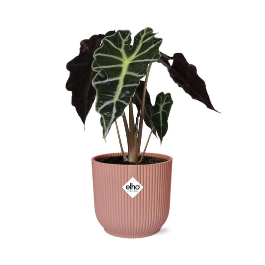 Alocasia ‘Polly’ in ELHO Vibes Fold 14cm rosa – pflegeleichte Elefantenohrpflanze