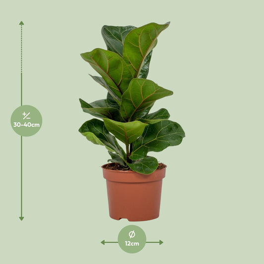 Ficus Lyrata – Geigenfeige Ø12cm, ca. 30cm hoch