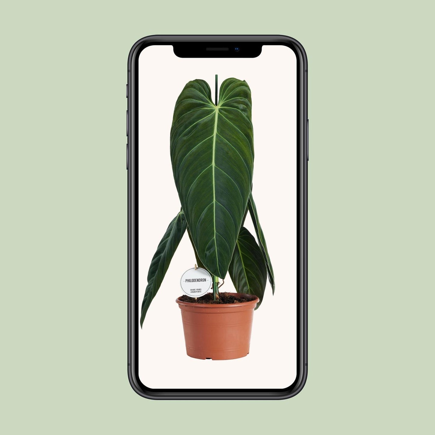 Philodendron Melanochrysum – pflegeleichte XXL-Zimmerpflanze Ø21cm