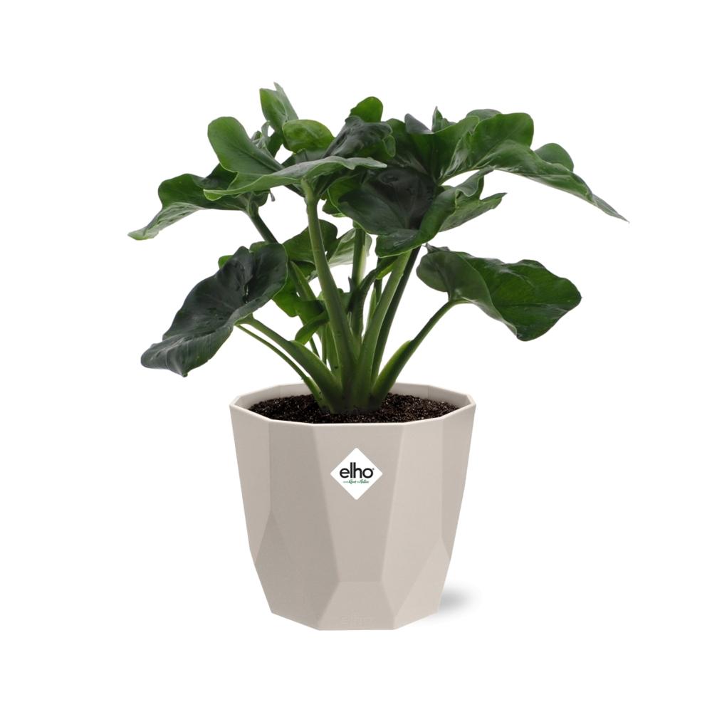 Philodendron Atom im ELHO b.for rock 14 cm Topf warm grey