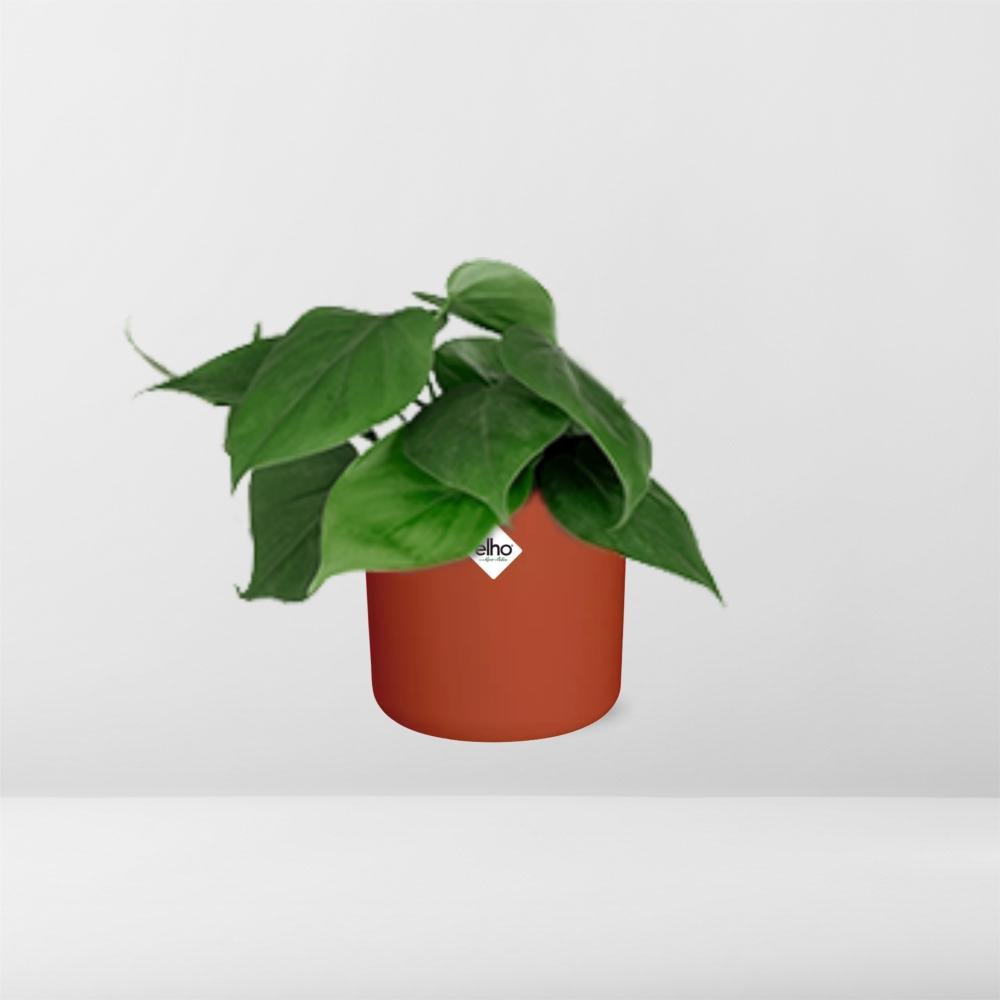 Philodendron Scandens im ELHO b.for soft Rond 14cm Brique
