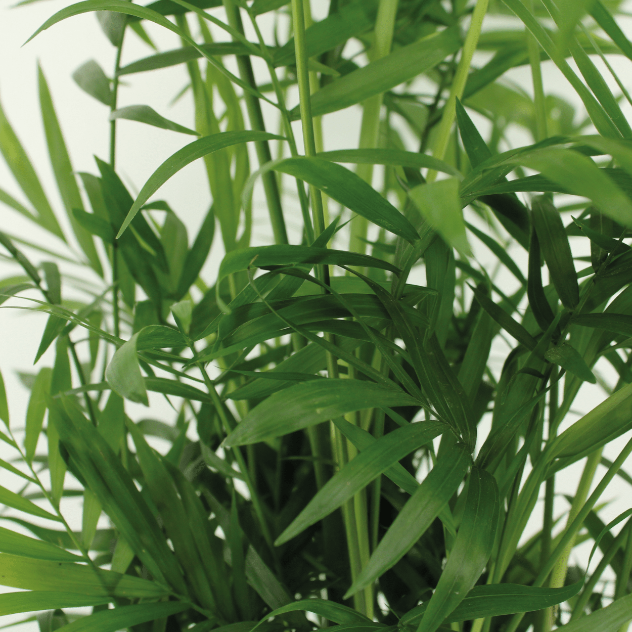 Chamaedorea Elegans – Mexikanische Bergpalme, 2er Set Ø17cm, ca. 55cm