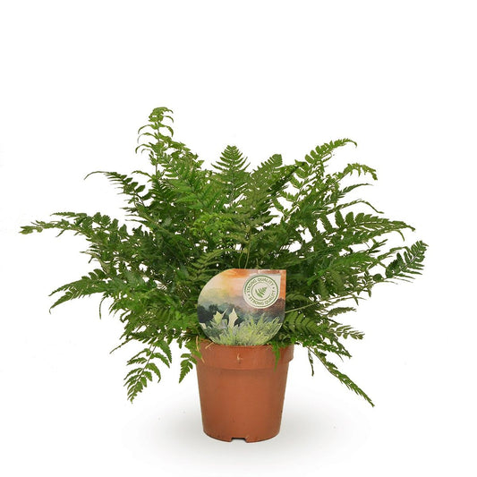 Polystichum Tsussimense Farn – Ø12cm, 30cm hoch