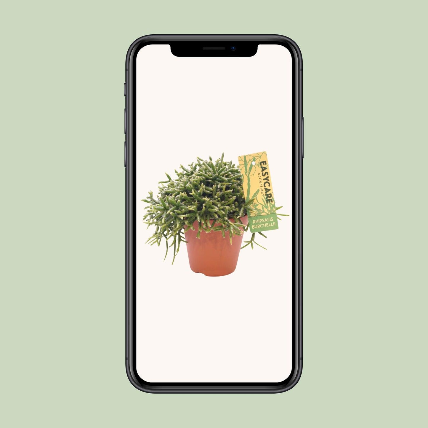 Rhipsalis Burchellii – Pflegeleichter Mistelkaktus Ø12 cm