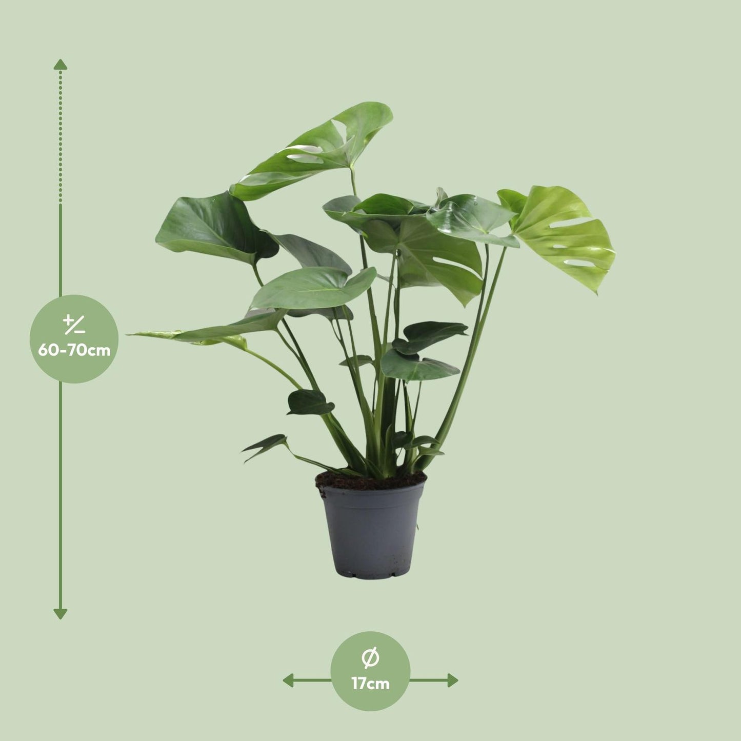 Monstera Deliciosa Tauerii – Pflegeleichte Fensterblatt-Pflanze