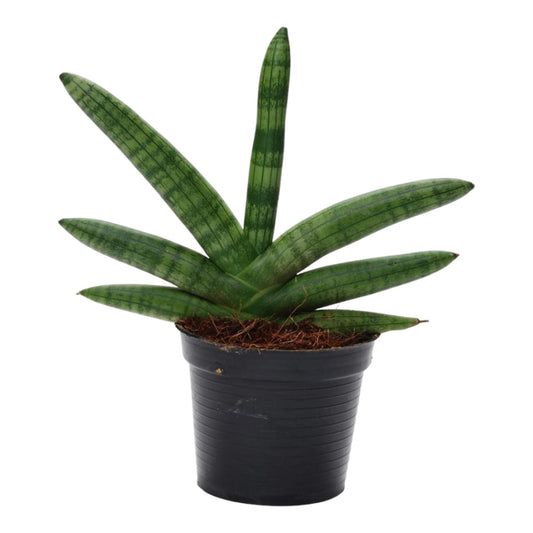 Sansevieria Skyline – Pflegeleichter Bogenhanf 25 cm
