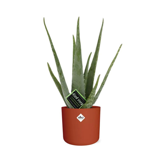 Aloe Vera 12 cm – Pflegeleichte Sukkulente im ELHO b.for Soft Rond Topf