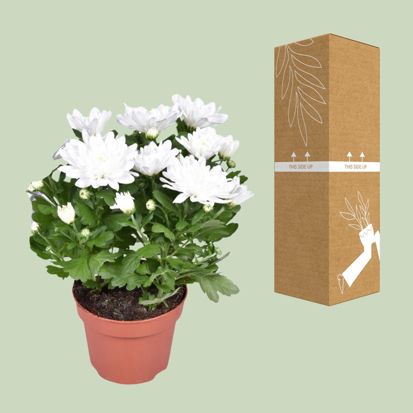 Chrysant Brave – Pflegeleichte Polster-Chrysantheme Ø12cm