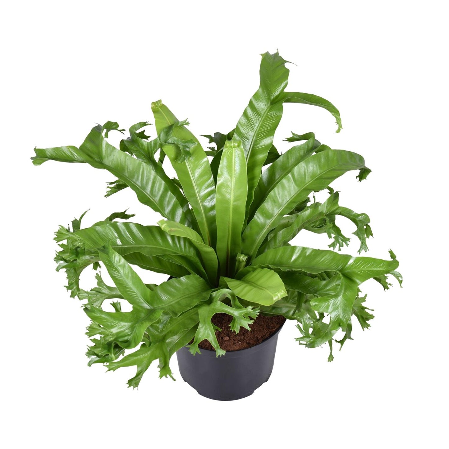 Asplenium Nidus Crissie – Pflegeleichter Vogelnestfarn Ø23cm